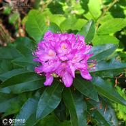 Irish Wild Flora. Blooming Wild Rhodedendron Fantastica 