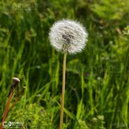 Irish Wild Flora. Dandelion (Taraxacum Officinale)