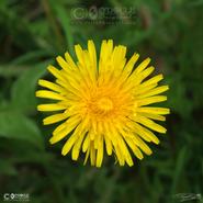 Irish Wild Flora. Rough Hawkbit (Leontodon Hispidus)