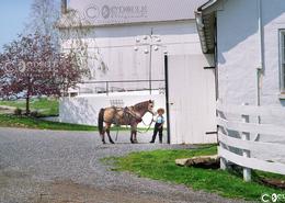 Fields Of Gold - The Amish Way. Amish Boy with Working Horse