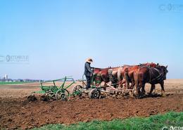 Fields Of Gold - The Amish Way. Preparing the Land by Horse Power on an Amish Farm