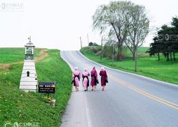 Fields Of Gold - The Amish Way. Amish Girls out Walking after Sunday Prayers in Lancaster County