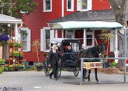 Fields Of Gold - The Amish Way. Buggy Ride in Amish Country - Lancaster County