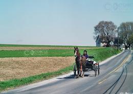 Fields Of Gold - The Amish Way. Bringing Provisions from Store in Lancaster County