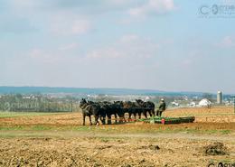 Fields Of Gold - The Amish Way. Horsemanship on an Amish Farm in Lancaster County