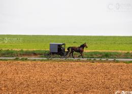 Fields Of Gold - The Amish Way. Traditional Amish Buggy in Lancaster County