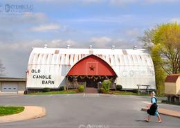 Fields Of Gold - The Amish Way. Amish Girl with Traditional American Barn in the Background