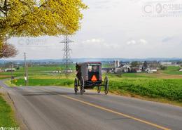 Fields Of Gold - The Amish Way. Amish Children in Buggy in Lancaster County