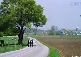 Fields Of Gold - The Amish Way. Young Amish Boys out for a walk after Sunday Prayers