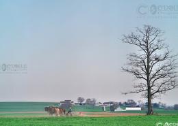 Fields Of Gold - The Amish Way. Traditional Farming the Amish Way in Lancaster County