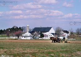 Fields Of Gold - The Amish Way. Lancaster County Amish Farming