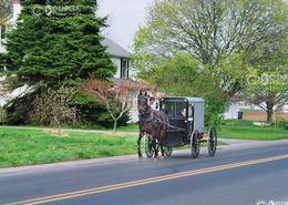 Fields Of Gold - The Amish Way. Amish Family traveling in Buggy in Lancaster County