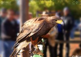 Spirit Of The Dance - Native Americans Today. Young Bird of Prey at The Powhatan Renape Nations Pow Wow 2002