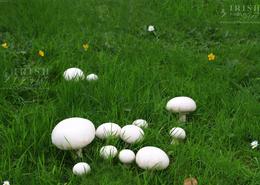 Traditional Irish Cottage Food. Wild Irish Field Mushrooms