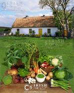 Traditional Irish Cottage Food. The Normal Selection of Fresh Garden Vegetables Grown in Most Irish Smallholding Cottages