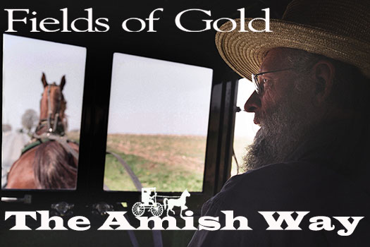 Fields Of Gold - The Amish Way