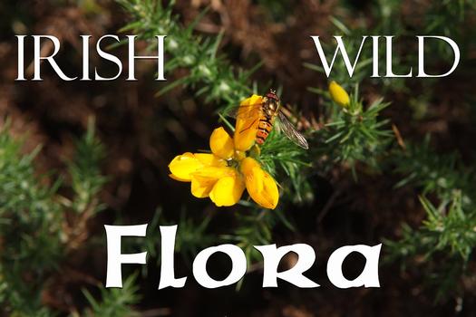 Irish Wild Flora